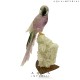 AMETHYST MACAW