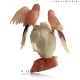 Rose Quartz twin Macaw decorative birds 