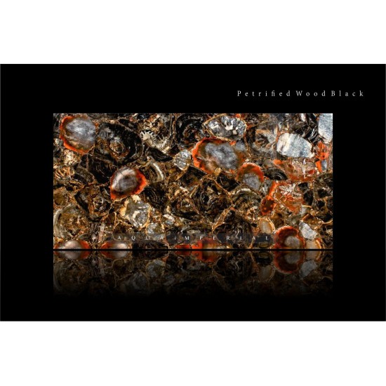 Petrified Wood Black Petrified Wood Black