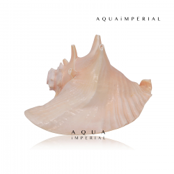 Queen Conch Shell