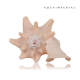 Queen Conch Shell Queen Conch Shell