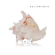 Sea Conch Shell Spiral Sea Conch Shell Spiral