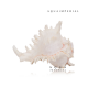 Sea Conch Shell Spiral Sea Conch Shell Spiral