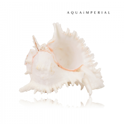 Sea Conch Shell Spiral