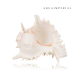 Sea Conch Shell Spiral Sea Conch Shell Spiral